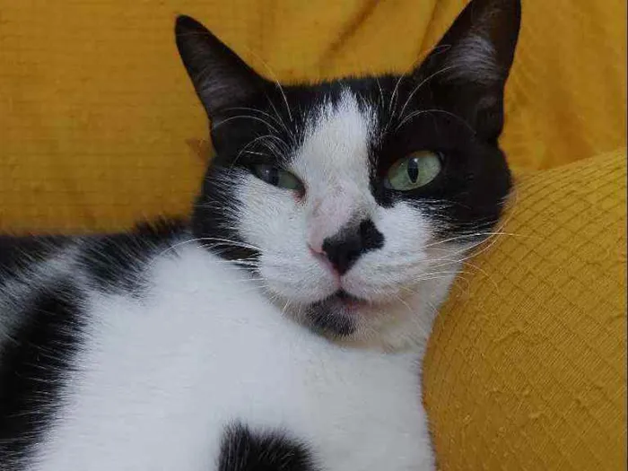 Gato raça Sem raça definida  idade 2 a 6 meses nome Safira