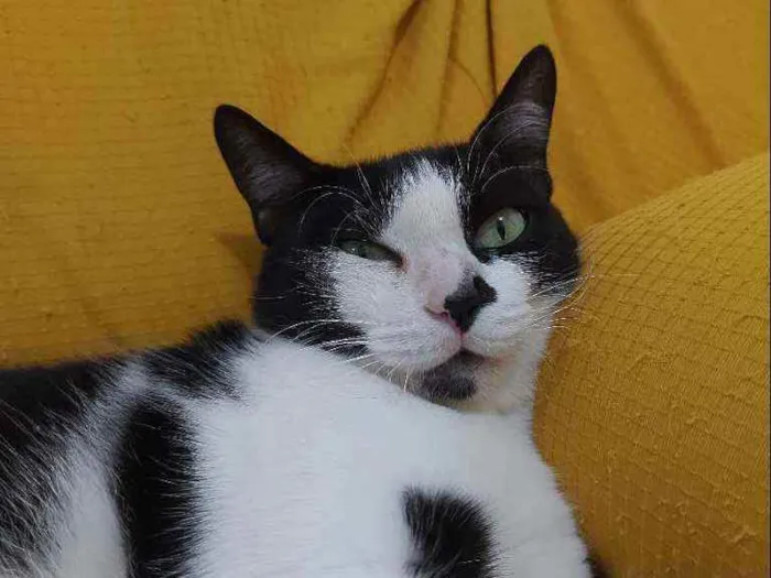 Gato raça Sem raça definida  idade 2 a 6 meses nome Safira