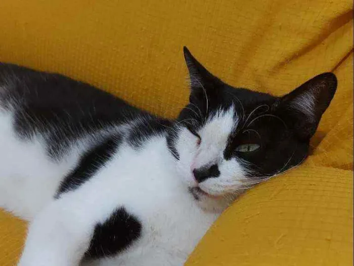 Gato raça Sem raça definida  idade 2 a 6 meses nome Safira