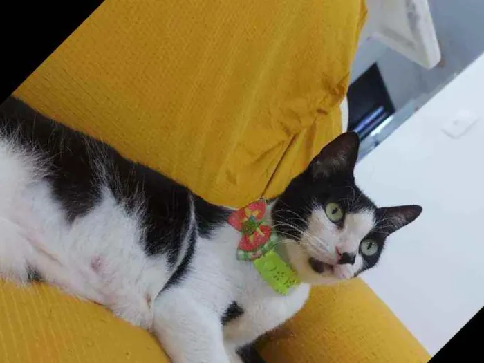 Gato raça Sem raça definida  idade 2 a 6 meses nome Safira