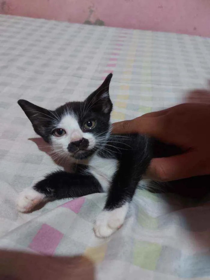 Gato raça Sem raça definida  idade Abaixo de 2 meses nome Manchinha 