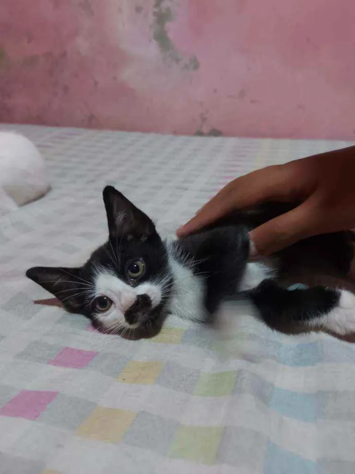 Gato raça Sem raça definida  idade Abaixo de 2 meses nome Manchinha 
