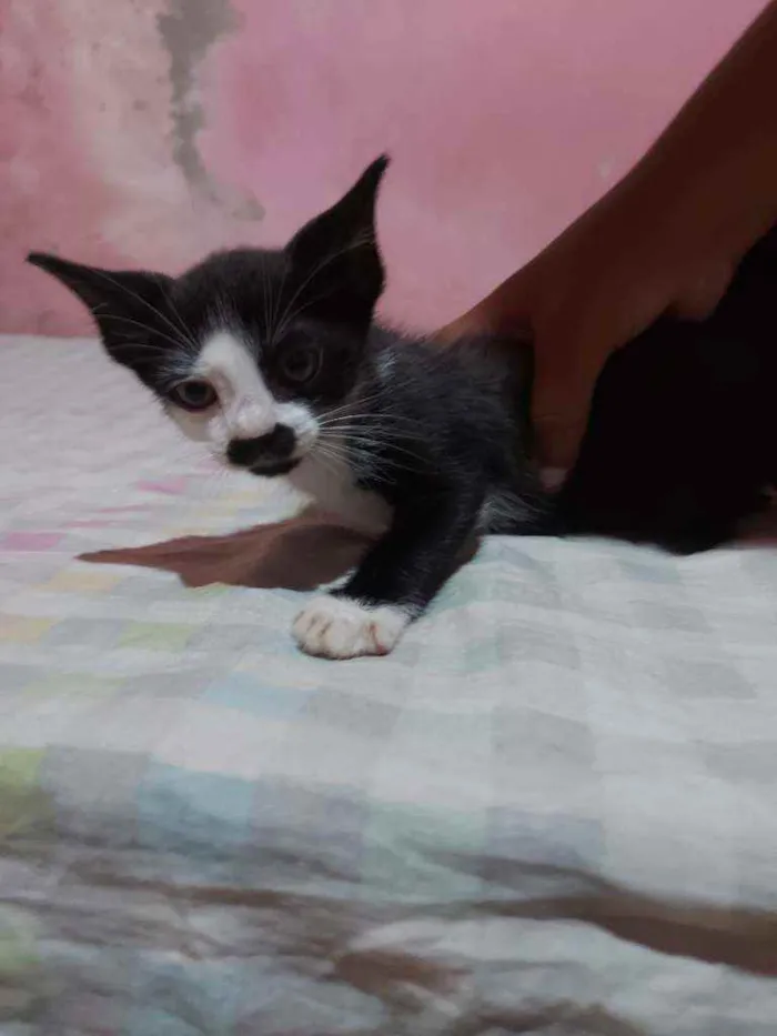 Gato raça Sem raça definida  idade Abaixo de 2 meses nome Manchinha 