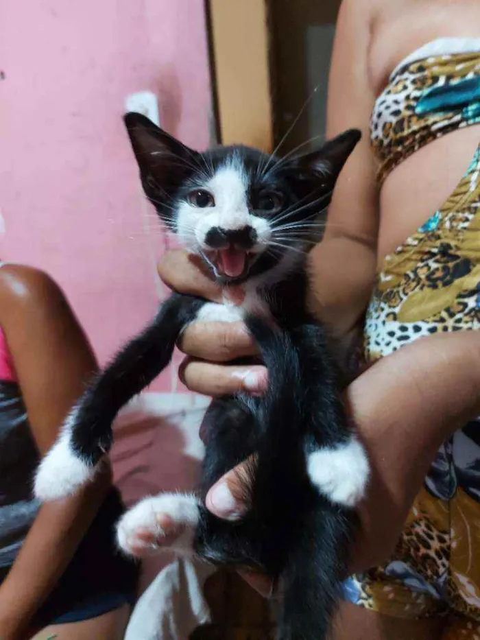 Gato raça Sem raça definida  idade Abaixo de 2 meses nome Manchinha 