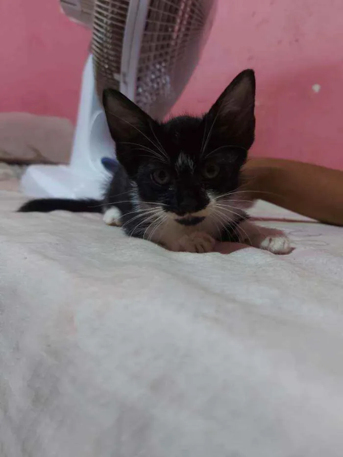 Gato raça Sem raça definida  idade Abaixo de 2 meses nome Samy