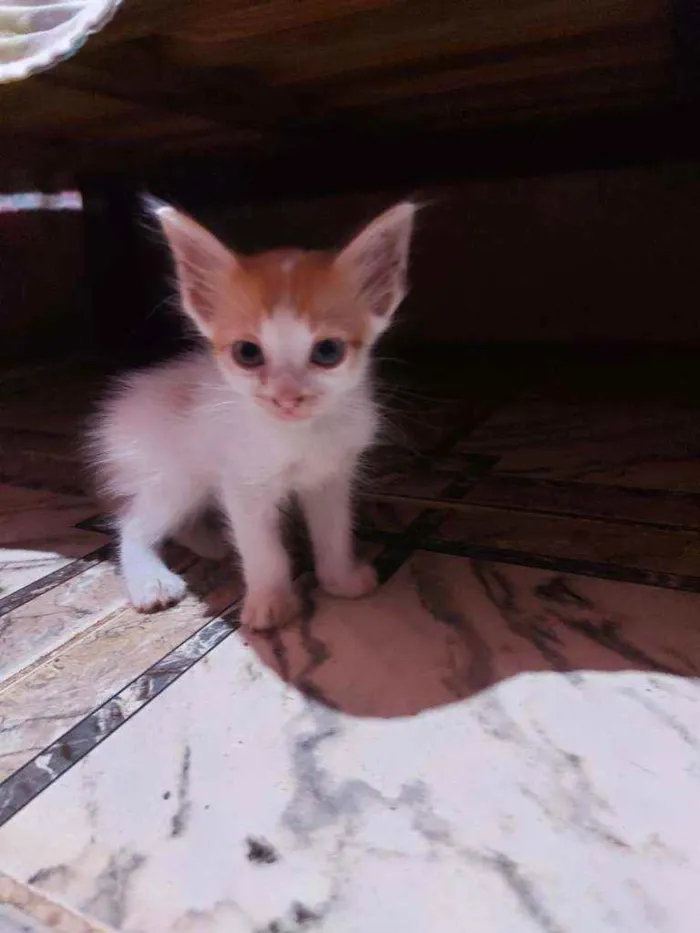 Gato raça Sem raça definida  idade Abaixo de 2 meses nome Lelo