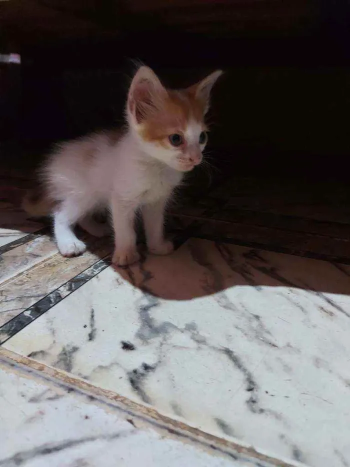 Gato raça Sem raça definida  idade Abaixo de 2 meses nome Lelo