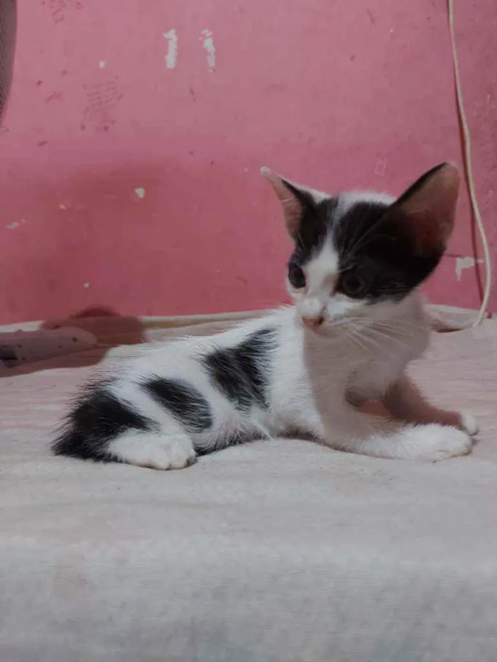 Gato raça Sem raça definida  idade Abaixo de 2 meses nome Jujuba