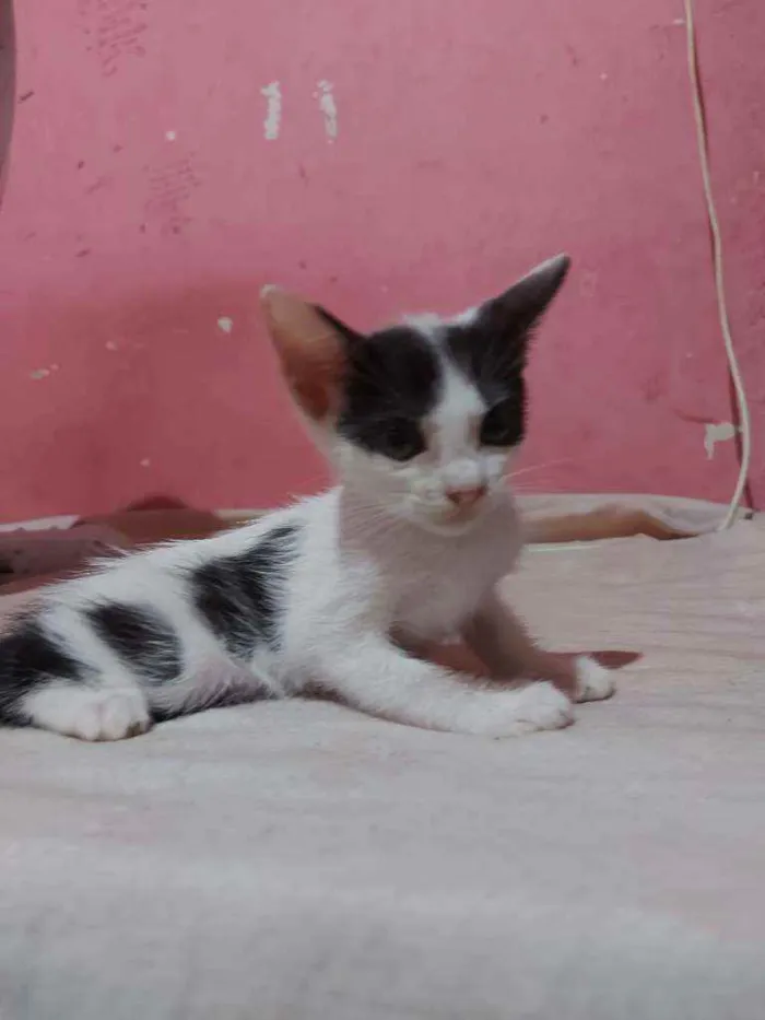 Gato raça Sem raça definida  idade Abaixo de 2 meses nome Jujuba