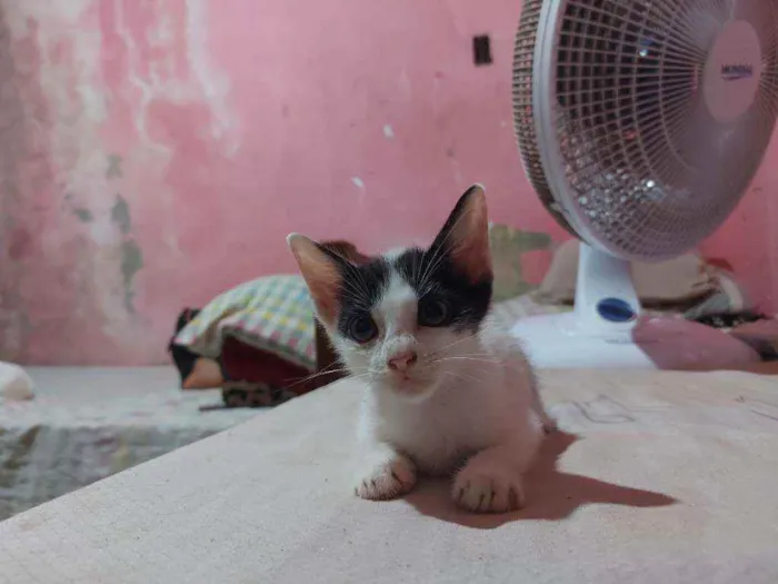 Gato raça Sem raça definida  idade Abaixo de 2 meses nome Jujuba