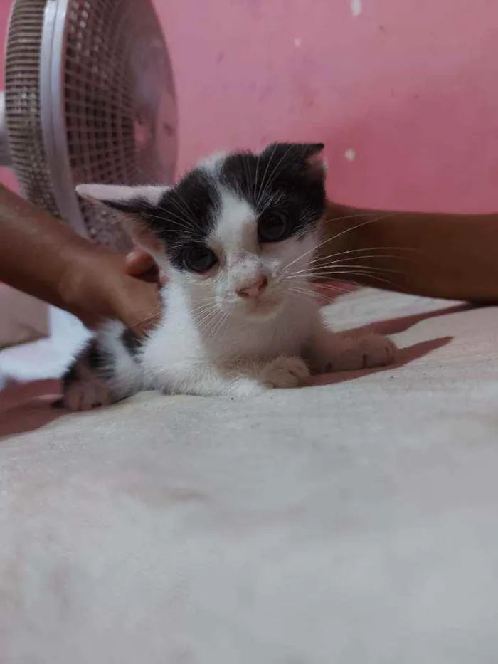 Gato raça Sem raça definida  idade Abaixo de 2 meses nome Jujuba