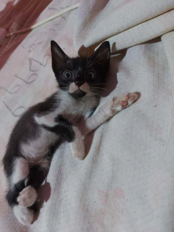 Gato raça Sem raça definida  idade Abaixo de 2 meses nome Estrela