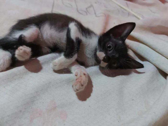 Gato raça Sem raça definida  idade Abaixo de 2 meses nome Estrela