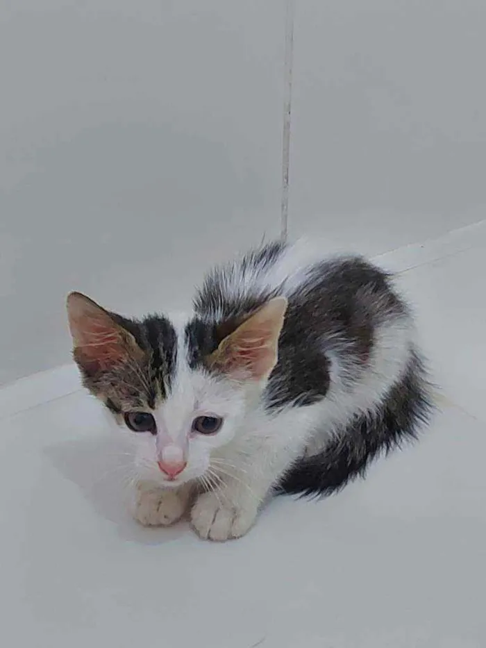 Gato raça Sem raça definida  idade Abaixo de 2 meses nome Pingo