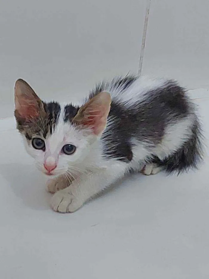 Gato raça Sem raça definida  idade Abaixo de 2 meses nome Pingo