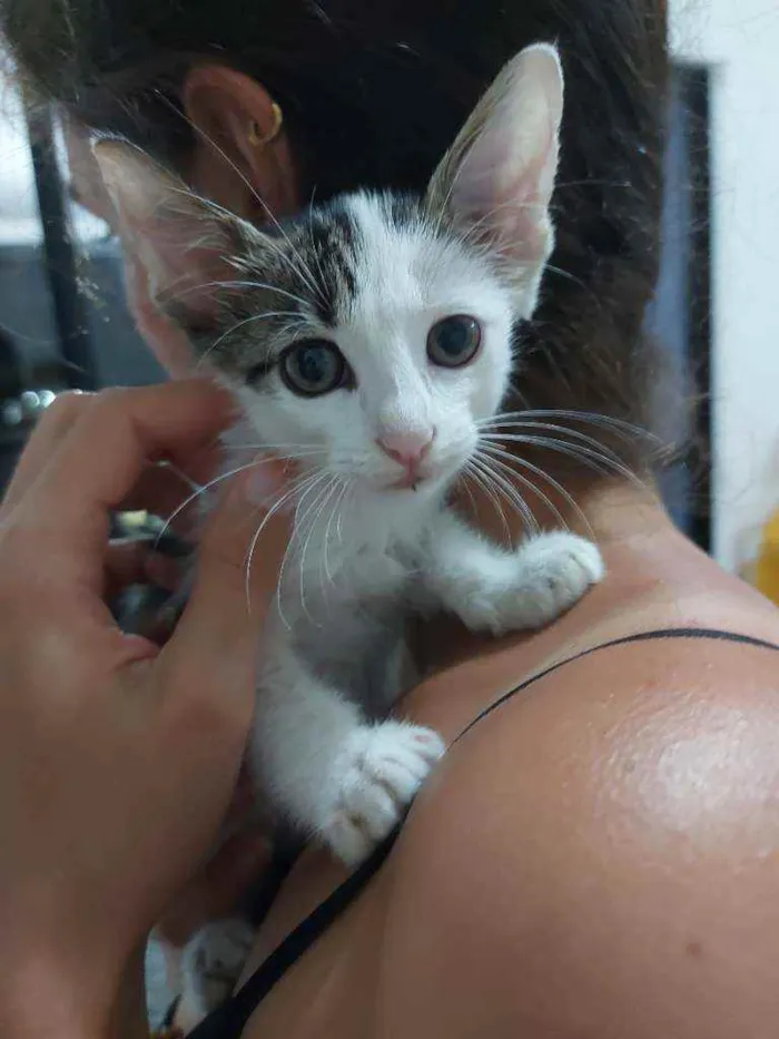 Gato raça Sem raça definida  idade Abaixo de 2 meses nome Pingo