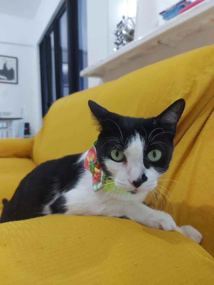 Gato raça Sem raça definida  idade 2 a 6 meses nome Safira 