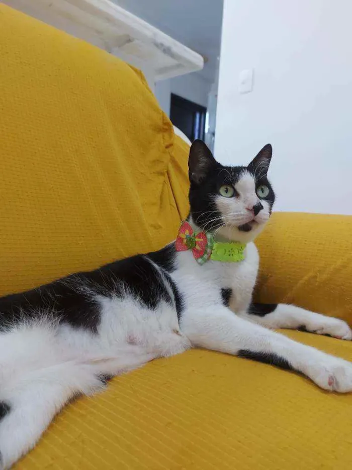Gato raça Sem raça definida  idade 2 a 6 meses nome Safira 