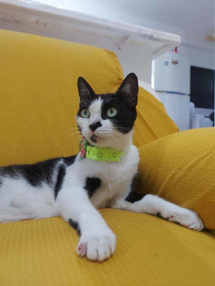 Gato raça Sem raça definida  idade 2 a 6 meses nome Safira 