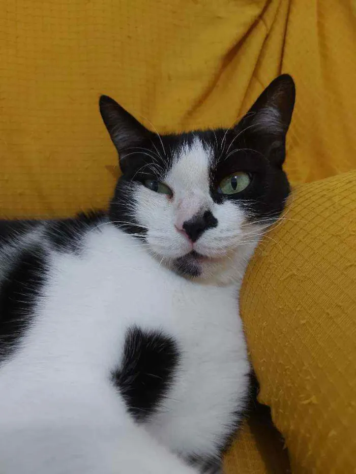 Gato raça Sem raça definida  idade 2 a 6 meses nome Safira 