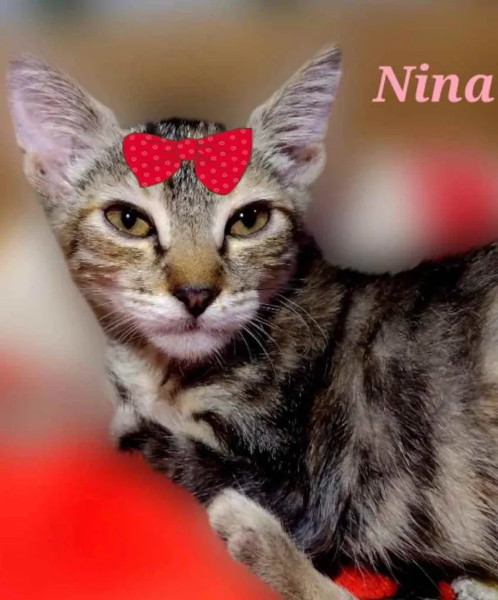 Gato ra a Mestiça  idade 2 a 6 meses nome Nina 