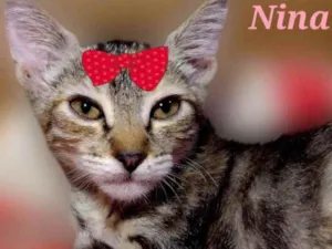 Gato raça Mestiça  idade 2 a 6 meses nome Nina 