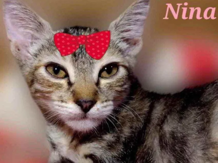 Gato ra a Mestiça  idade 2 a 6 meses nome Nina 