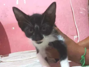 Gato raça Sem raça definida  idade Abaixo de 2 meses nome Samy