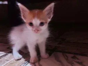 Gato raça Sem raça definida  idade Abaixo de 2 meses nome Lelo
