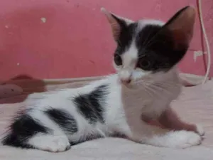 Gato raça Sem raça definida  idade Abaixo de 2 meses nome Jujuba