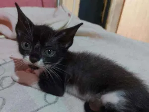 Gato raça Sem raça definida  idade Abaixo de 2 meses nome Estrela