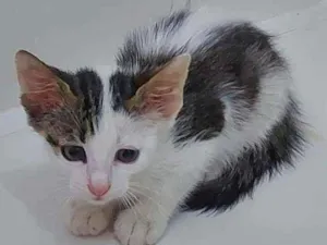 Gato raça Sem raça definida  idade Abaixo de 2 meses nome Pingo