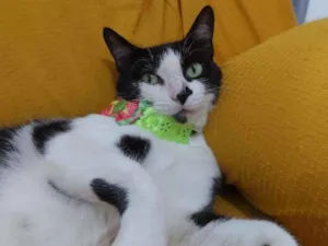 Gato raça Sem raça definida  idade 2 a 6 meses nome Safira 
