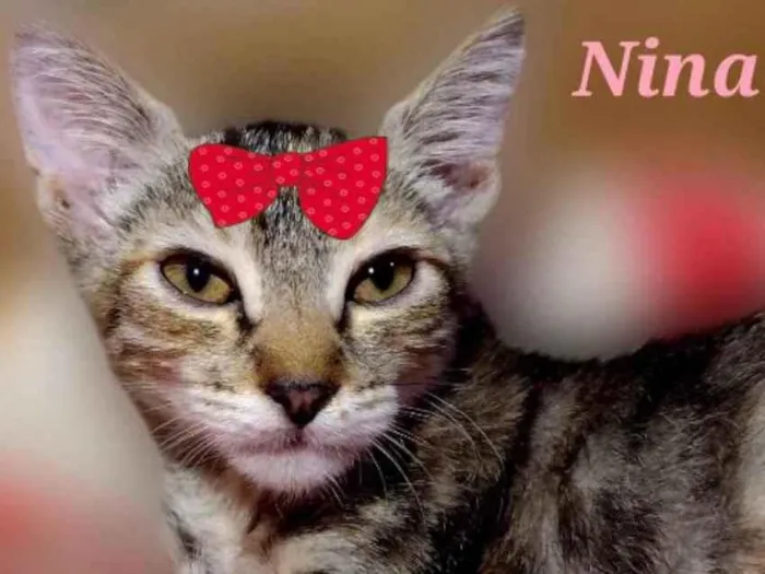 Gato ra a Mestiça  idade 2 a 6 meses nome Nina 