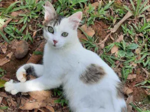 Gato raça SRD idade 7 a 11 meses nome Pipoca