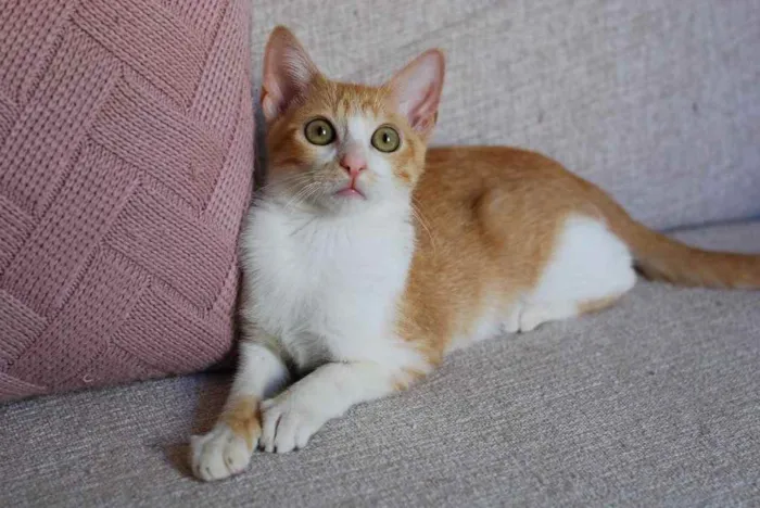 Gato ra a SRD idade 2 a 6 meses nome Leona