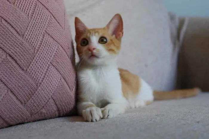Gato ra a SRD idade 2 a 6 meses nome Leona