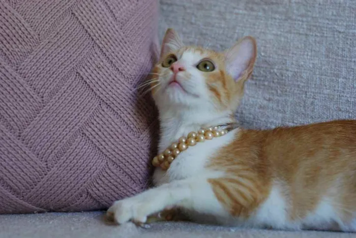 Gato ra a SRD idade 2 a 6 meses nome Leona