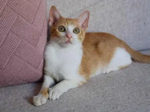 Gato raça SRD idade 2 a 6 meses nome Leona