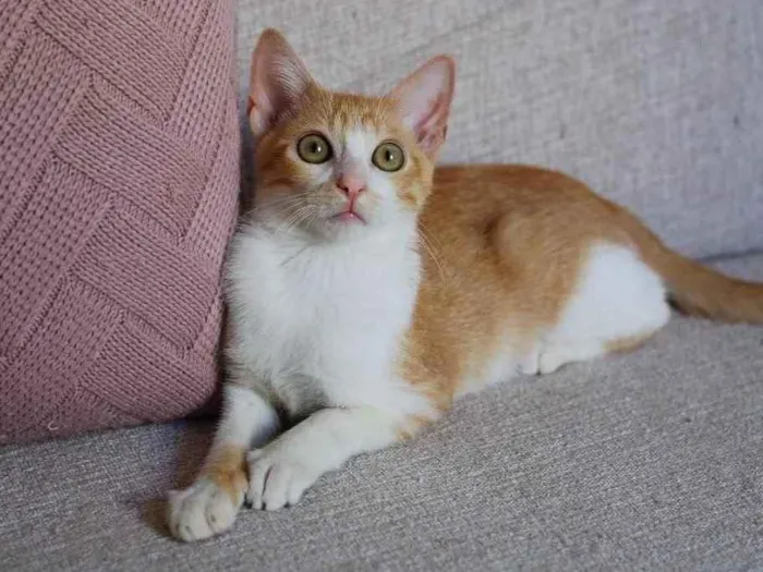 Gato ra a SRD idade 2 a 6 meses nome Leona