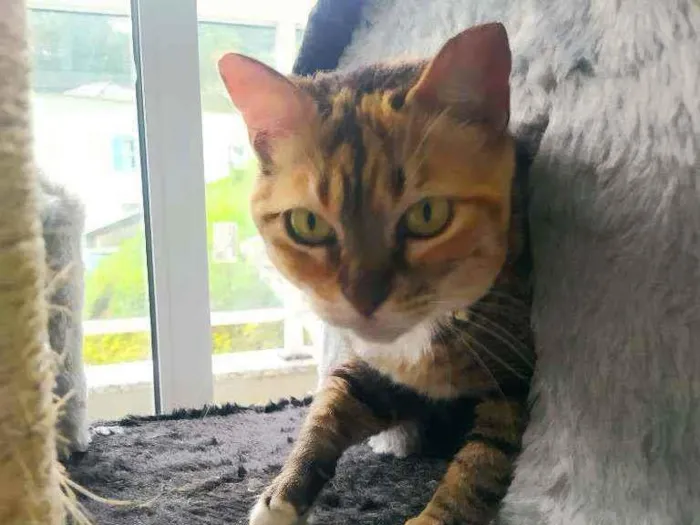 Gato raça PCB idade 5 anos nome Lola