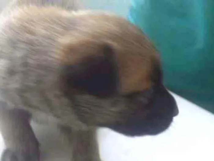 Cachorro ra a Raça não definida  idade Abaixo de 2 meses nome Um