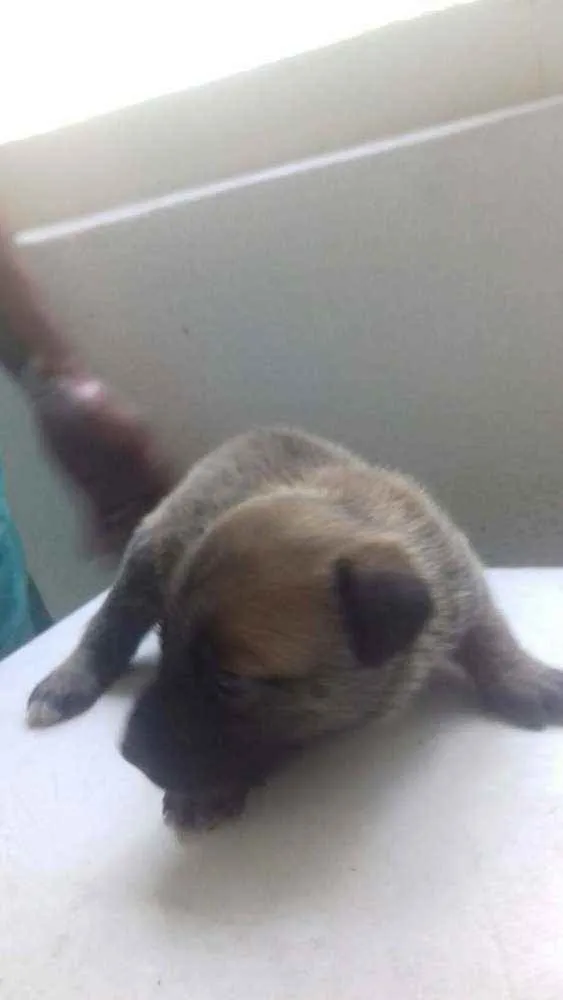 Cachorro ra a Raça não definida  idade Abaixo de 2 meses nome Lindo filhote trelos