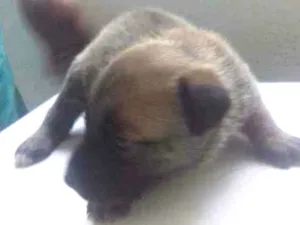 Cachorro raça Raça não definida  idade Abaixo de 2 meses nome Lindo filhote trelos
