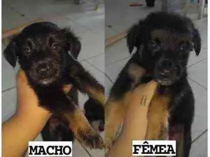 Cachorro ra a SRD idade 2 a 6 meses nome Quarteto Fantástico 