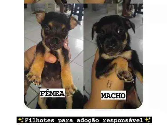 Cachorro ra a SRD idade 2 a 6 meses nome Quarteto Fantástico 