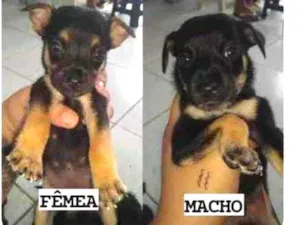 Cachorro raça SRD idade 2 a 6 meses nome Quarteto Fantástico 