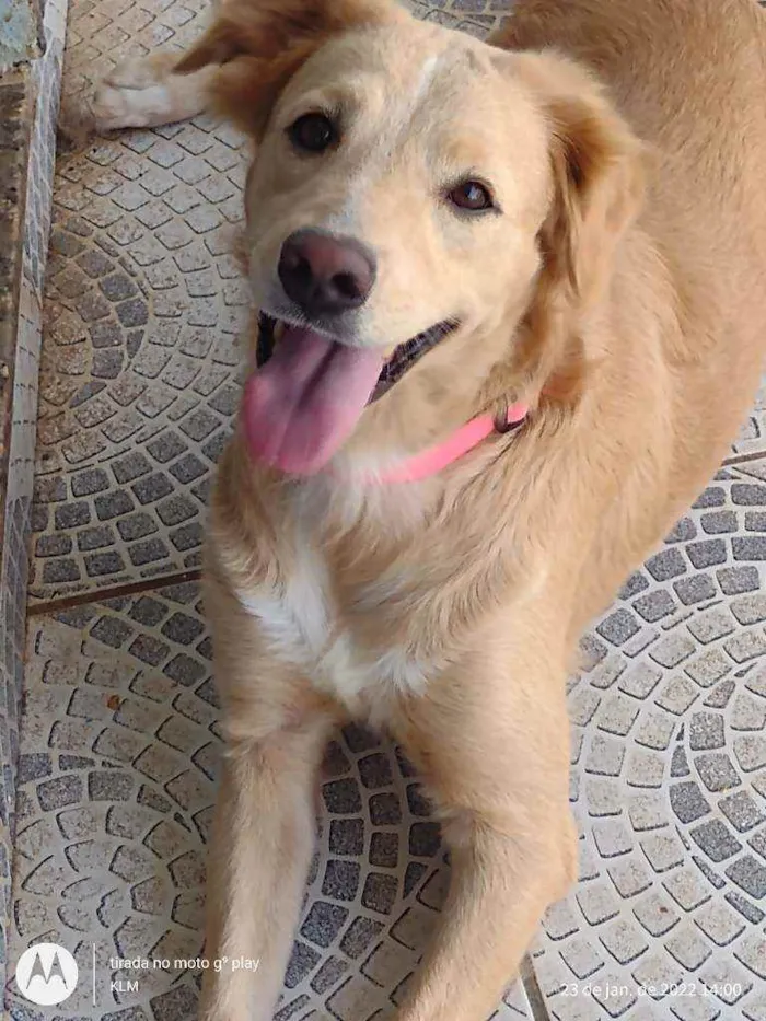 Cachorro ra a Mestiça de Golden Retriever  idade 2 anos nome Varios