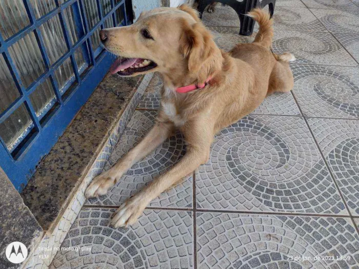 Cachorro ra a Mestiça de Golden Retriever  idade 2 anos nome Varios