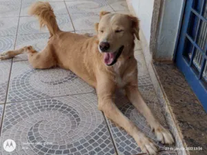 Cachorro raça Mestiça de Golden Retriever  idade 2 anos nome Varios
